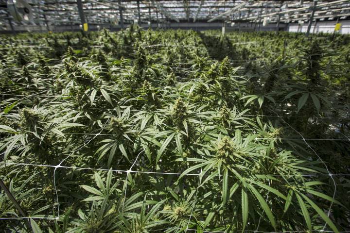 Marijuana legalization in Canada begins at midnight in every time zone