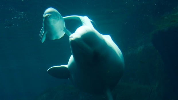 Parasite spread by cats threatens Quebec’s endangered belugas, study shows