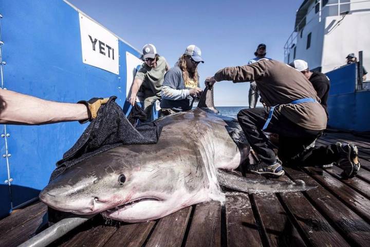 ‘Enormous breakthrough’ for great white shark expedition off Nova Scotia 