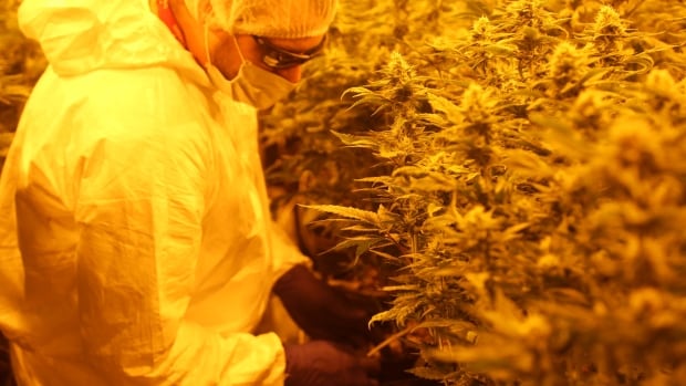 Will medical marijuana users shift to legal pot? This producer is ready if they do