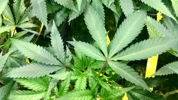 Cannabis companies jockey for share of Ontario’s pot shops