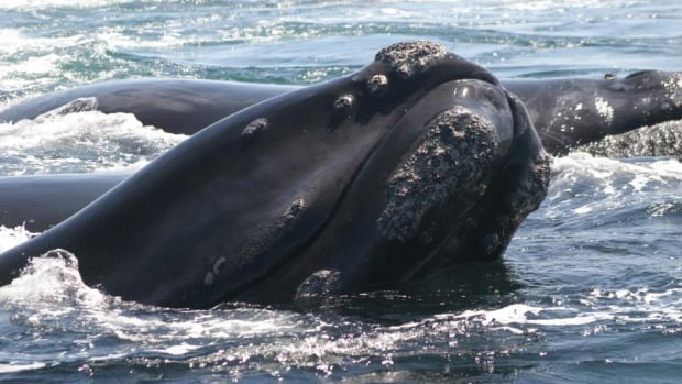 Fisheries minister meets with stakeholders to discuss right whale protections