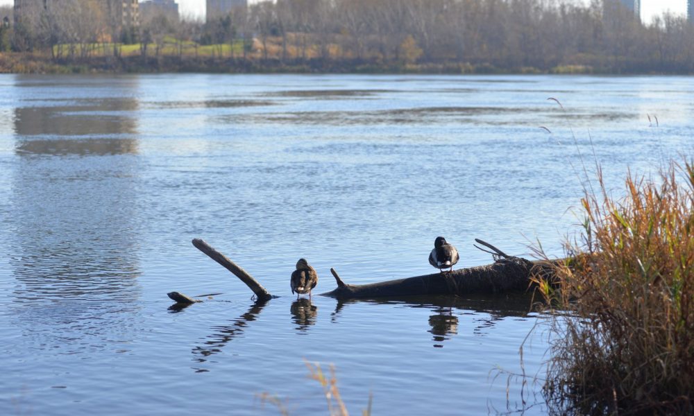 Longueuil se prépare à un déversement d’eaux usées dans le fleuve