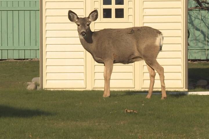‘They’re not going to leave on their own:’ Penticton neighbourhood requests deer cull