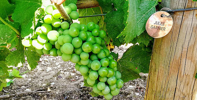 Adopter de la vigne – Le Figaro Vin