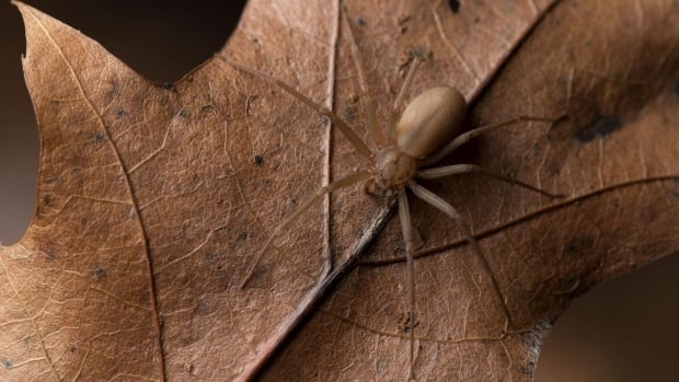 Spider scare sends federal government workers home — twice