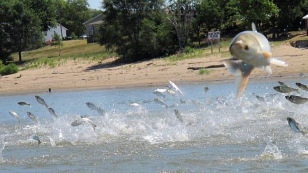 ‘Inaction is not an option’: Cost to keep Asian carp out of Great Lakes triples