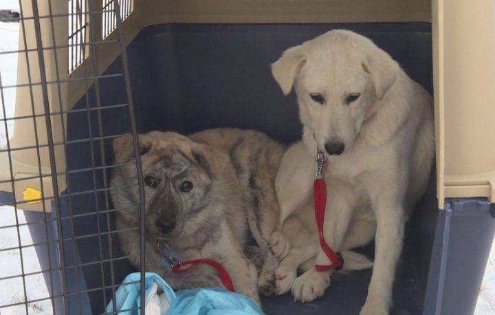Puppies saved from Korean meat trade up for adoption in Calgary
