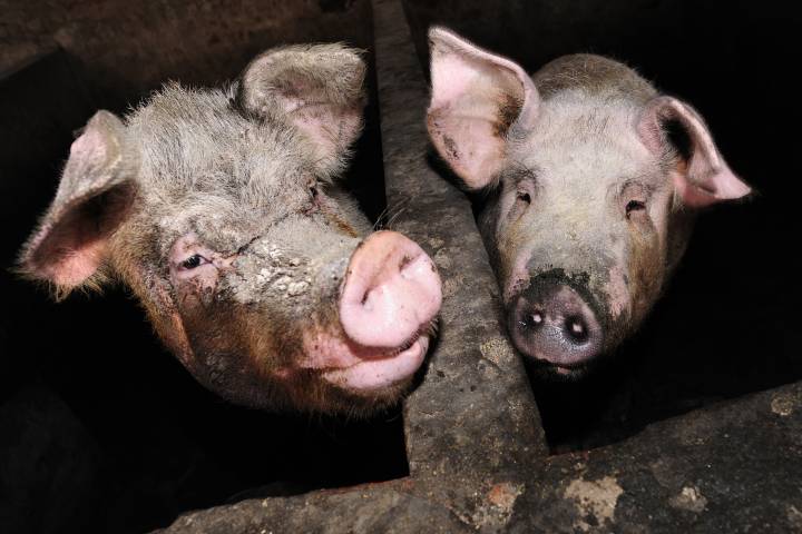 China warns of spreading swine fever crisis. But will the pork reach Canada? – National