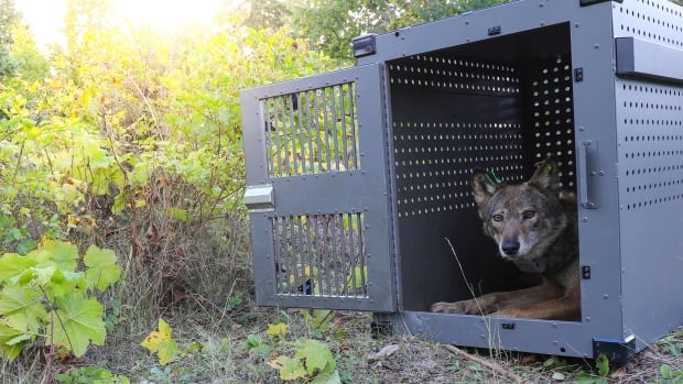 Ontario wolves to be trapped, transferred in effort to restore population on Michigan island