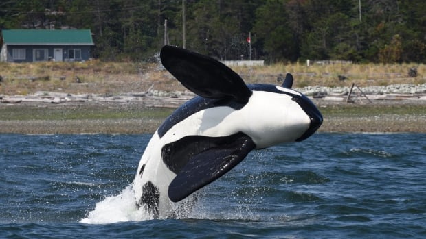 ‘I am superbly worried’: West Coast fishermen await decision on restrictions meant to protect orcas