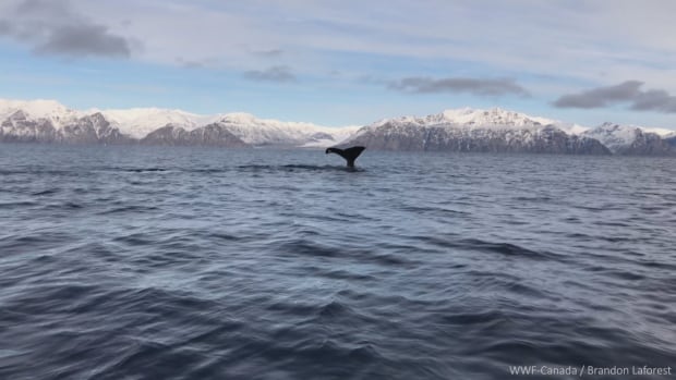 ‘Really shocking’: Sperm whales spotted near Pond Inlet