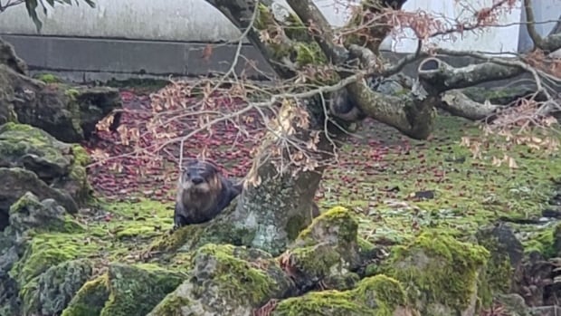 ‘He’s a bit of a pirate obviously,’ says biologist about koi-eating Vancouver otter