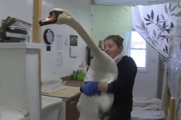 Injured swan and mate rushed to wildlife centre in Greater Napanee – Kingston