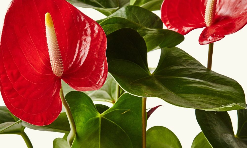 This Anthurium Plant Will Make Your Holiday Table Feel Totally Fresh | Healthyish