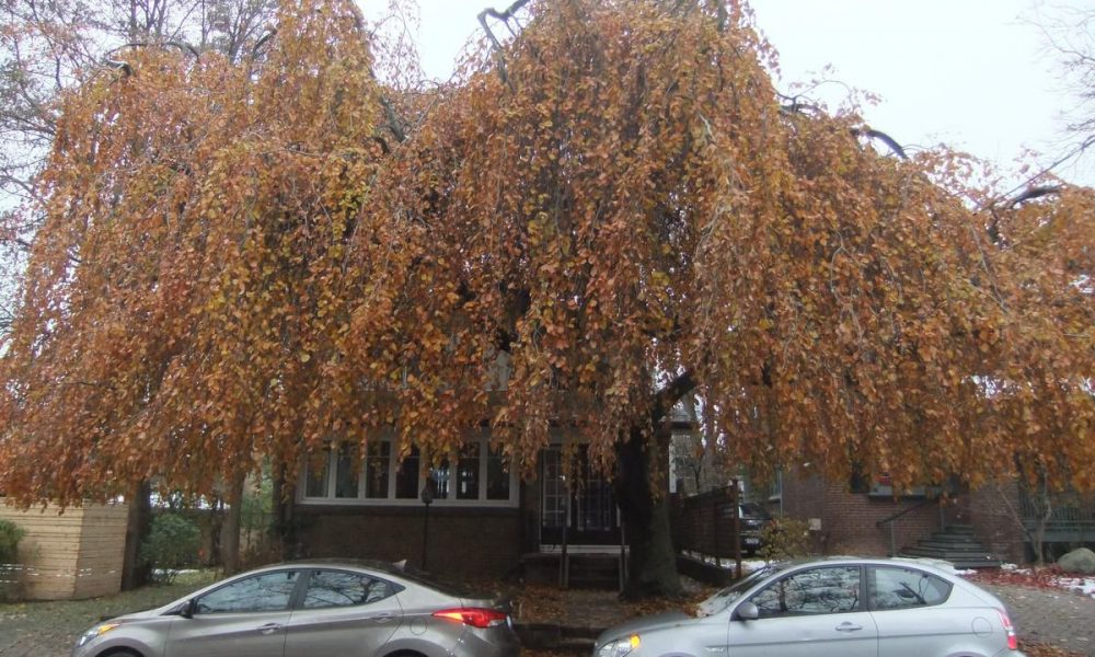 Parents love to lift their children up to touch the leaves of weeping beech tree in Wychwood