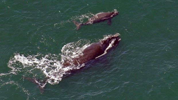 First right whale calf spotted in more than a year