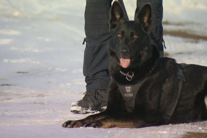 Sniffing out crime: Why there are fewer female police dogs than male in Canada
