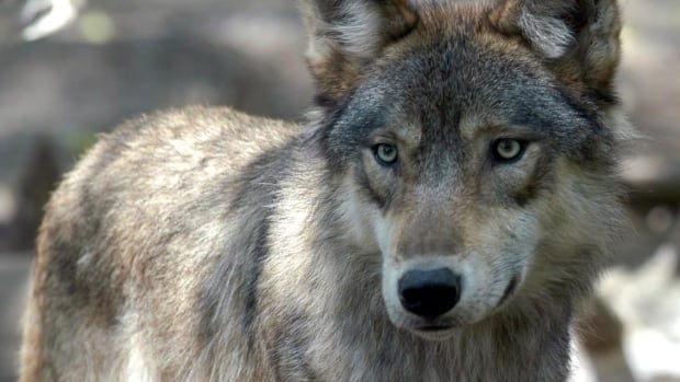 ‘Indiscriminate killer’: New documentary condemns poisoning of Alberta wolves