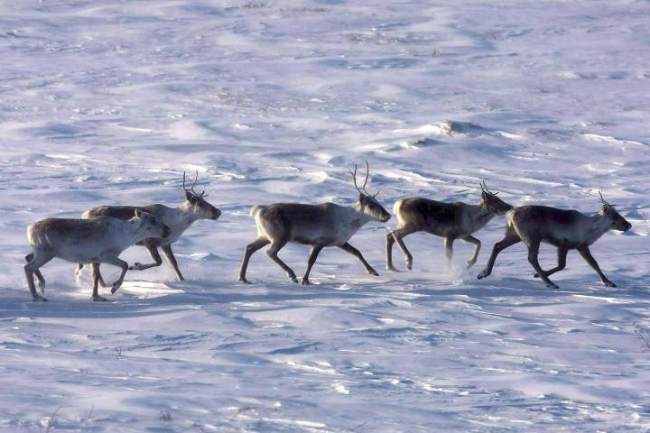 Canada, First Nations concerned about U.S. plans to drill in caribou refuge – National