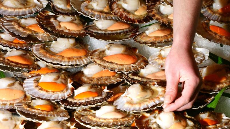 Fête de la coquille Saint-Jacques, les meilleurs produits marins en direct des Côtes-d’Armor