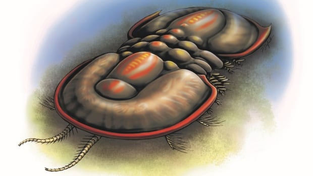 Fossils discovered at B.C.’s Burgess Shale add branch to tree of life