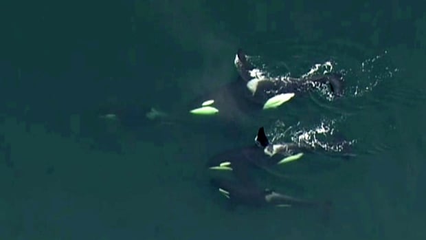 New calf spotted with endangered southern resident killer whale pod