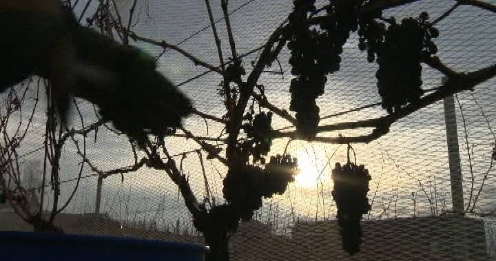 Time running out for Okanagan ice wine producers