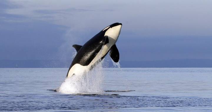Pink salmon might be a threat to the killer whale population, scientists say – National