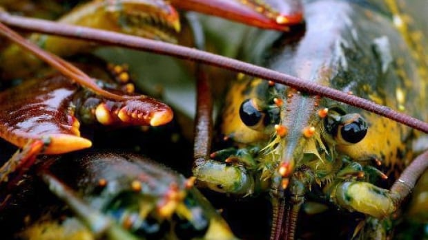 Lobster fishery likely to continue inside federal Eastern Shore Islands protected area