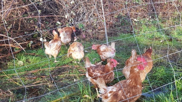 Why did the chickens cross the road? Police on Vancouver Island want to know
