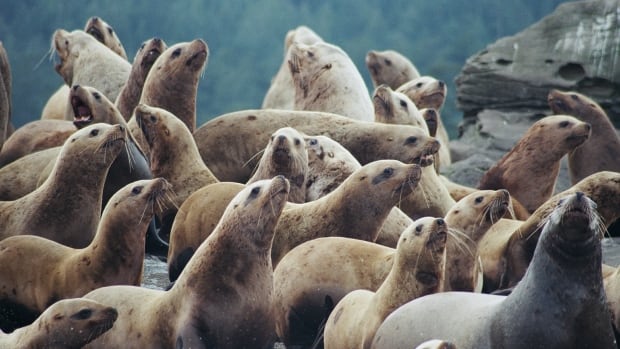 Loud, smelly and ‘spellbinding’ — hundreds of huge sea lions converge on Powell River