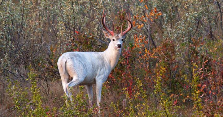 ‘Zombie deer disease’ has spread to 2 provinces and 24 states – National
