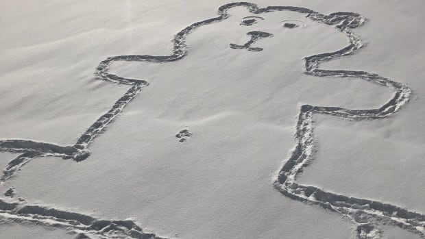 Mystery solved: We finally know how the snow bear got its belly button