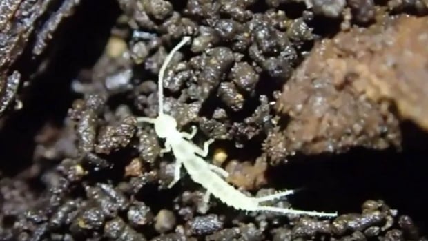 New insect found in B.C. caves could be a survivor from Ice Age