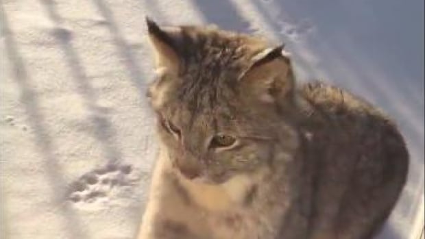 Yellowknife house cat faces down lynx through window pane
