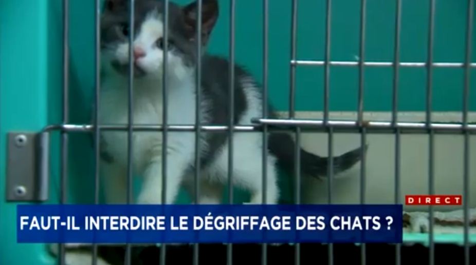 Le dégriffage des chats doit être interdit au Québec, selon la SPCA